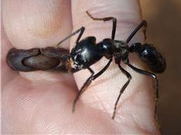 20080415101725-hormiga-peque.jpg
