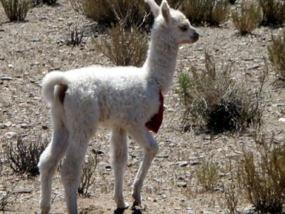 20080423211607-llama-peque.jpg