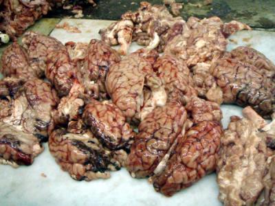 20080423223218-cerebros-peque.jpg