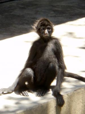 20080427040132-mono-peque.jpg