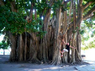 20080429212130-20080415100858-arbol-peque.jpg