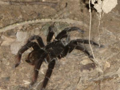 20080504174315-p4102510tarantulaverdadpeque.jpg