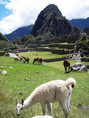 20080505180123-machutresp4183073.jpg