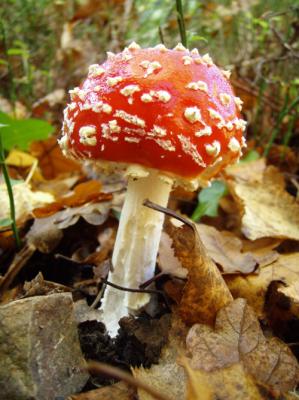 20081103020438-blogpa236995.jpg