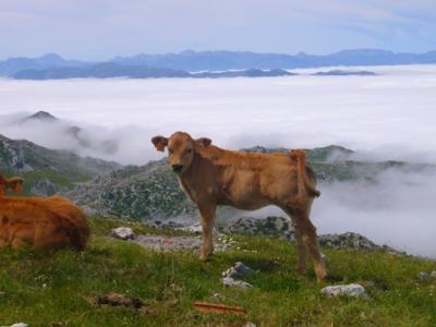 20091121173656-pequep1070478titulo.mar-de-nubes-desde-la-sierra-del-aramo.-muchas-veces-me-ha-ocurrido-q-asturias-estaba-totalmente-cubierta-de-nubes-y-yo-le-decia-a-algun-familiar-d-fuera-t-quies-ver-el-sol-pues-dejalo-en-mis-manos.jpg